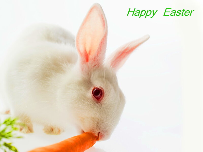 White Rabbit Eating Carrot