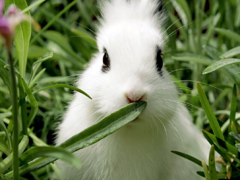 White Rabbit Eating Grass