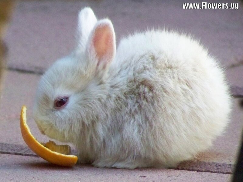 White Rabbit Eating Orange