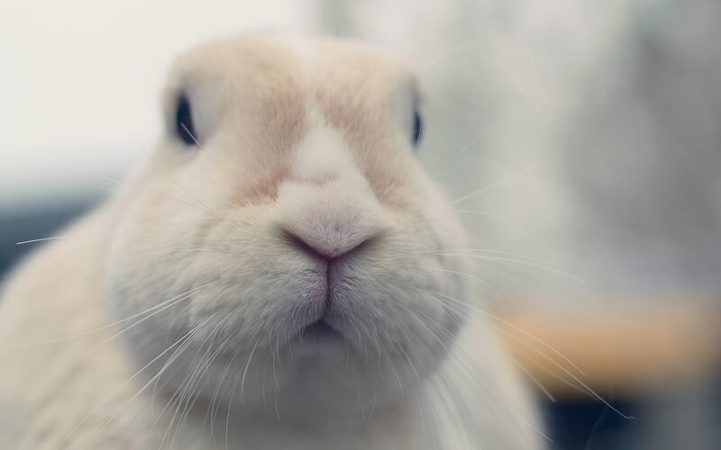 White Rabbit Face