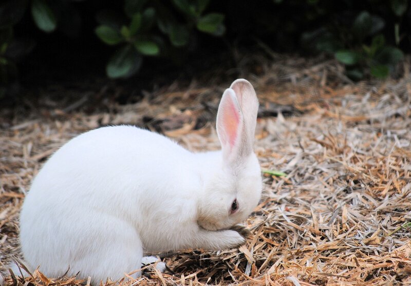 White Rabbit Grooming