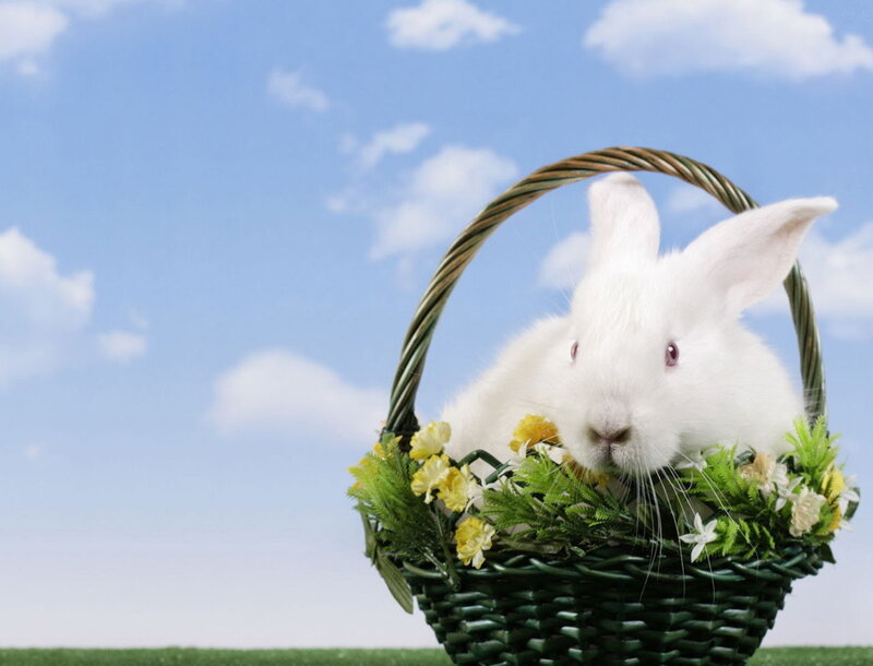 White rabbit in a basket