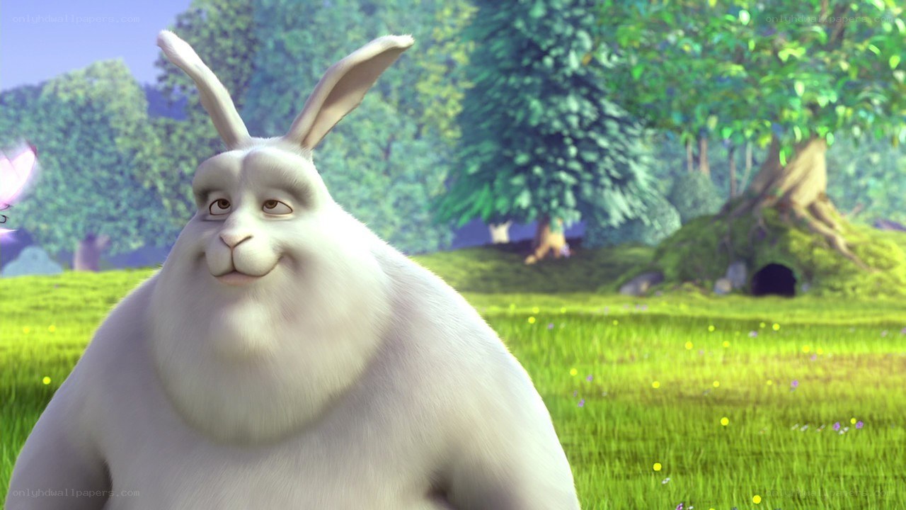 white rabbit in a field