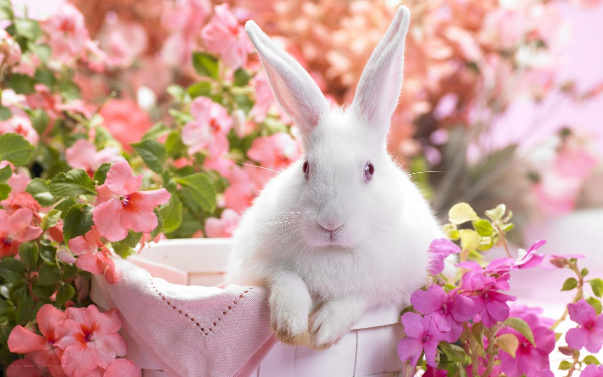 White rabbit in a flower basket