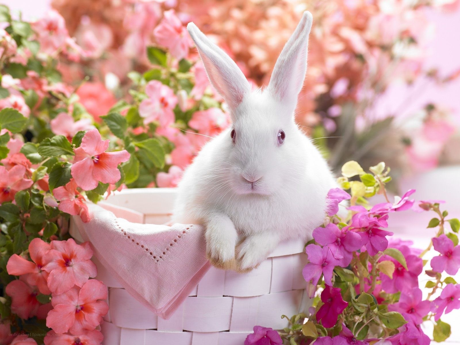White rabbit in a flower basket