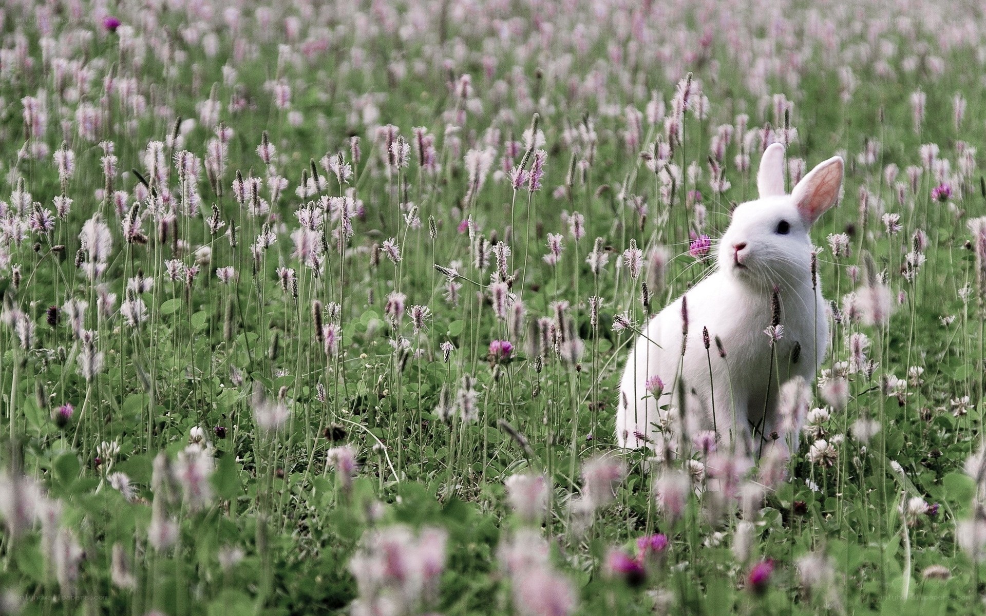 White rabbit in a flower field