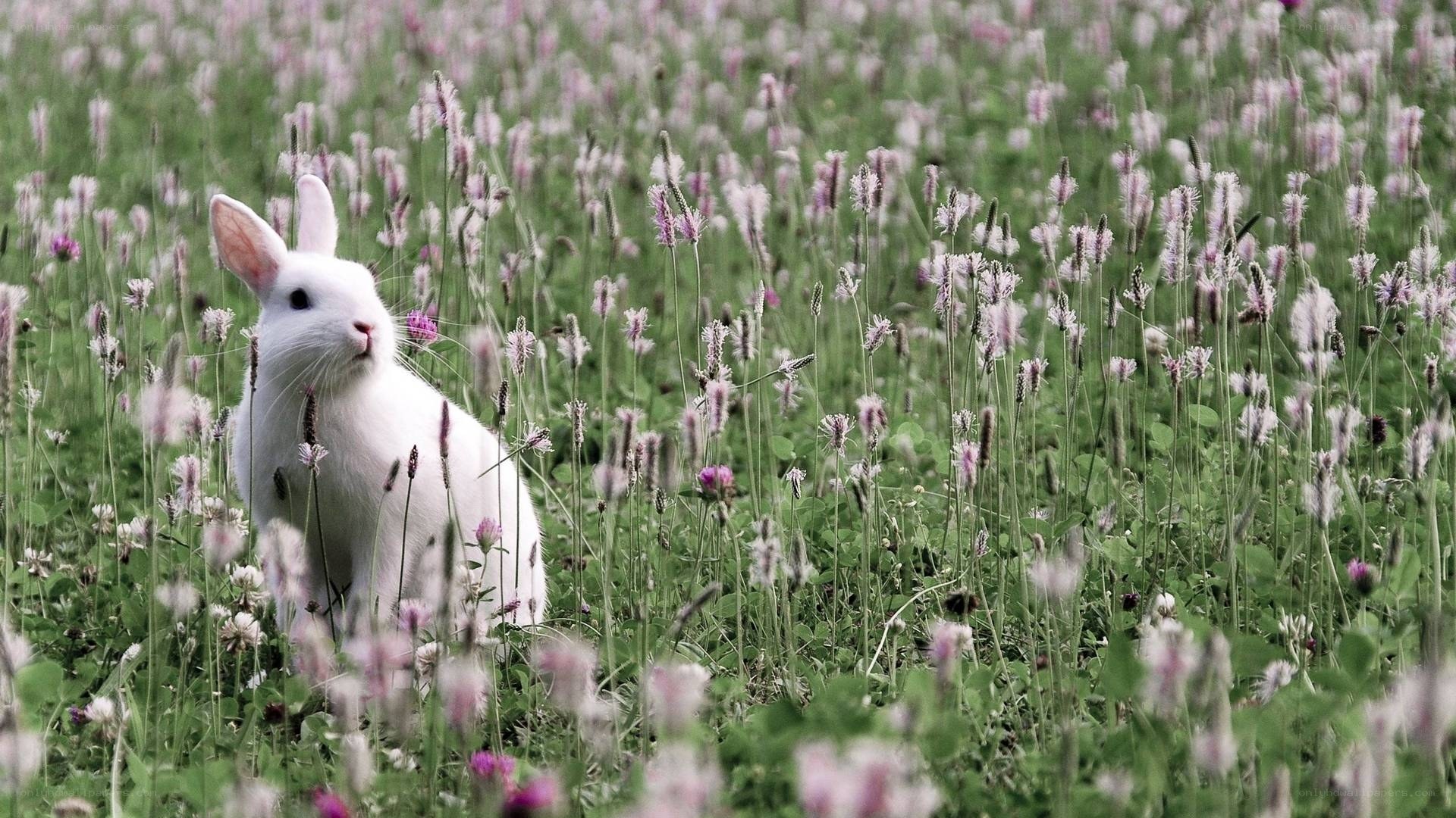 White rabbit in a flower field
