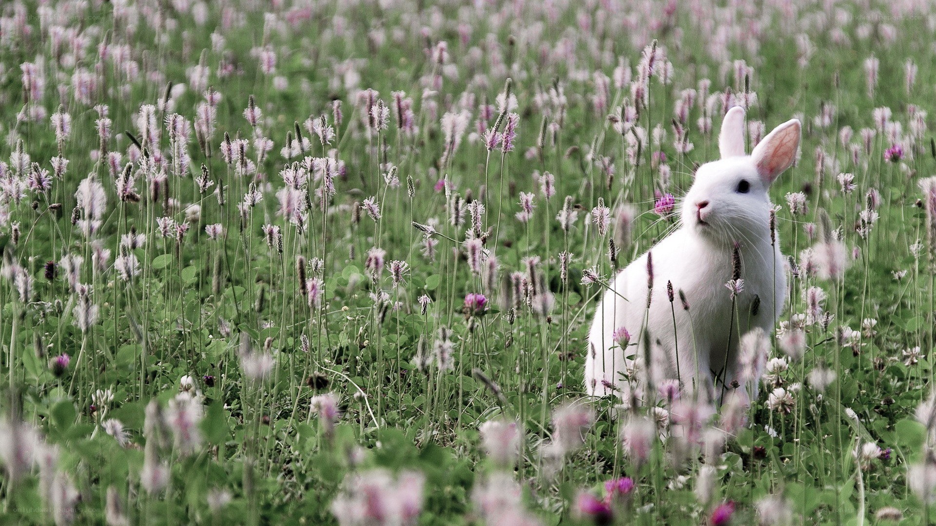 White rabbit in a flower field