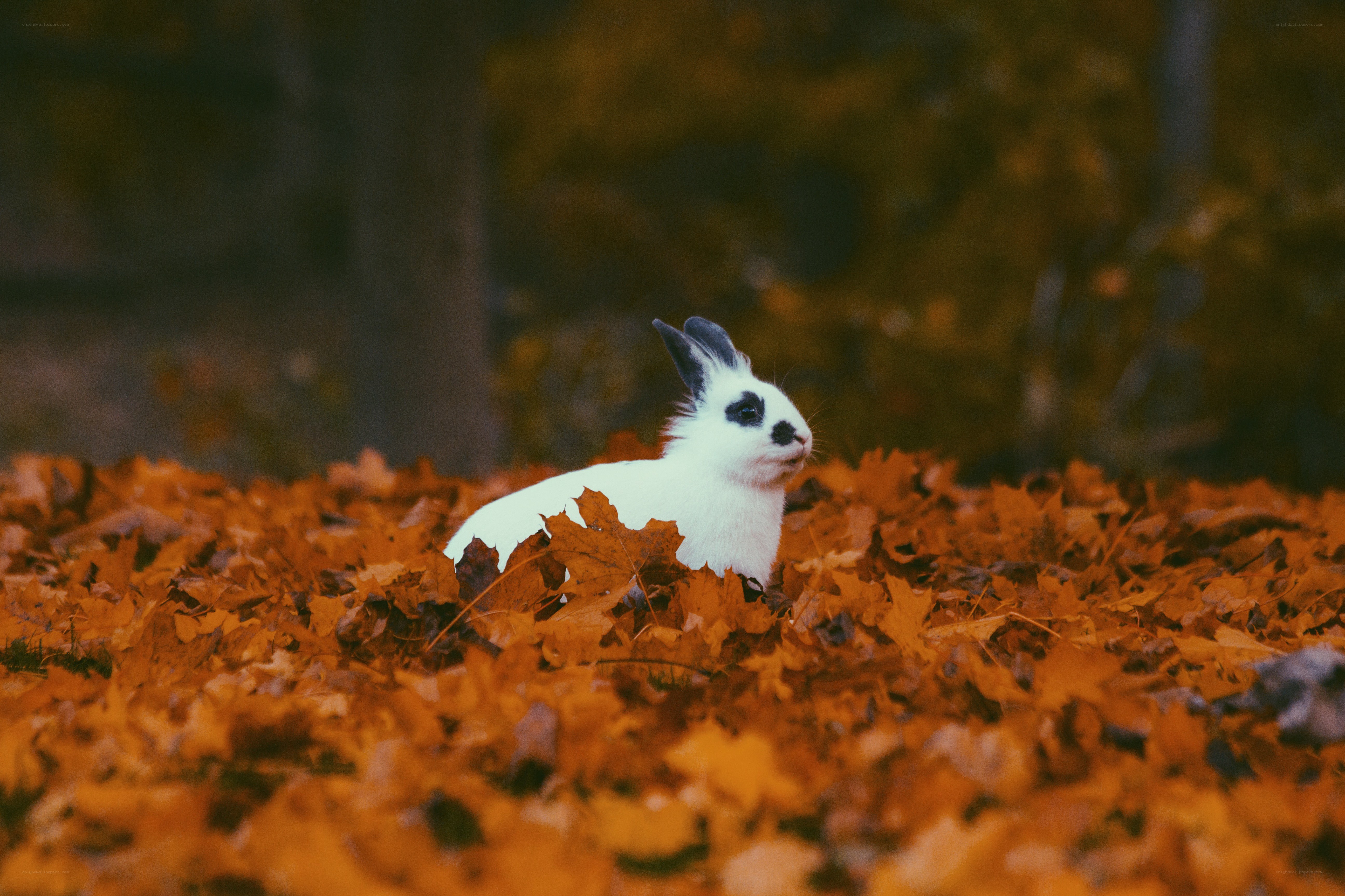 White rabbit in autumn leaves