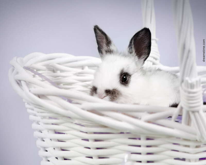 White Rabbit in Basket — Calm, Photograph