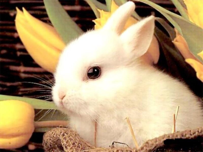 White Rabbit in Basket — Calm, Spring, Photograph