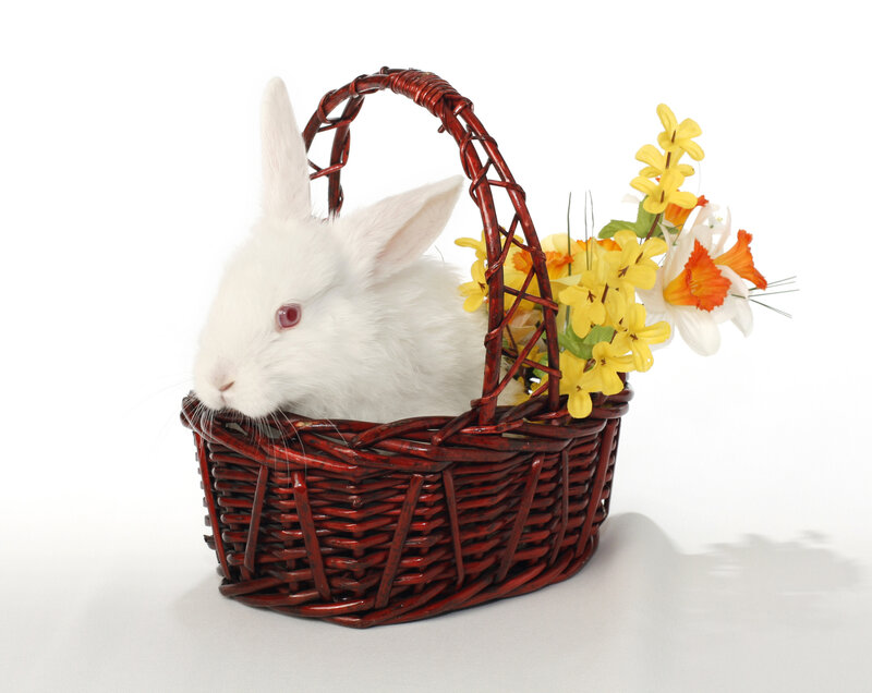 White Rabbit in Basket — Calm, Spring