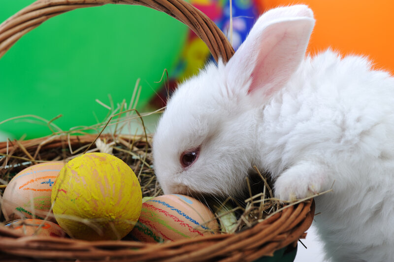 White Rabbit in Basket — Calm