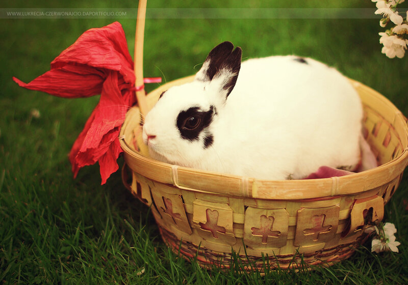White Rabbit in Basket — Green