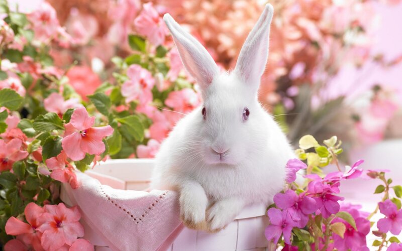 White Rabbit in Basket — Pink
