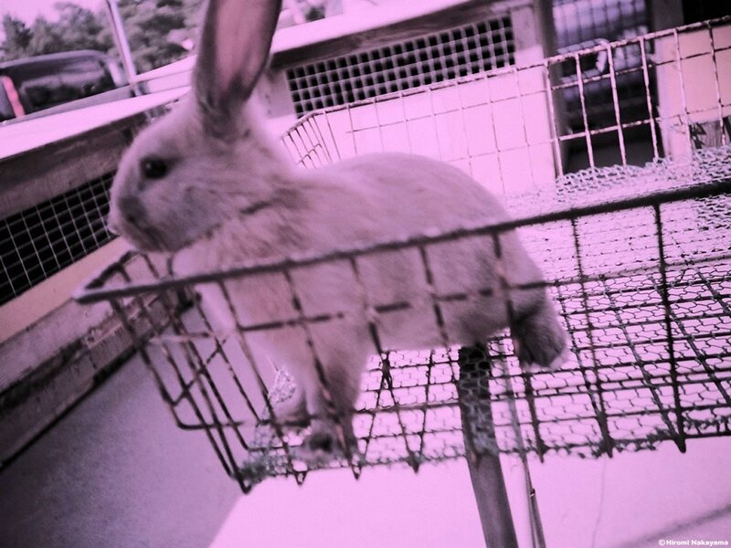 White Rabbit in Basket — Purple