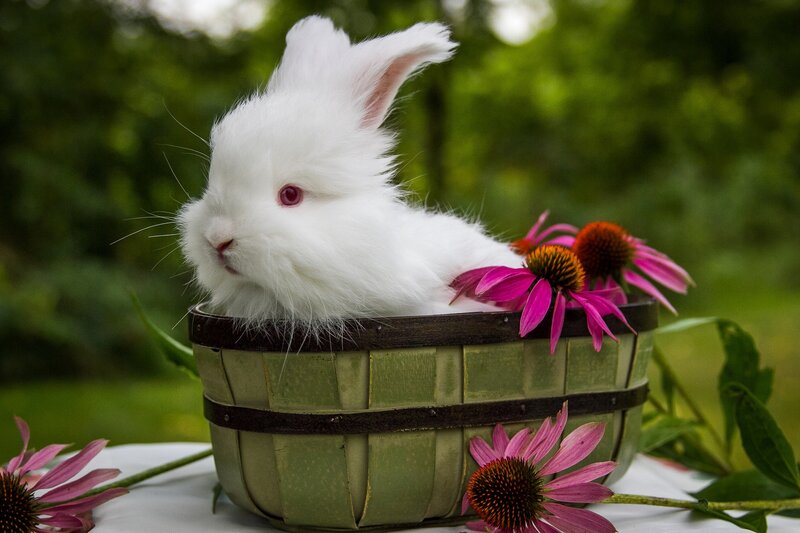 White Rabbit in Basket — Serene, Spring