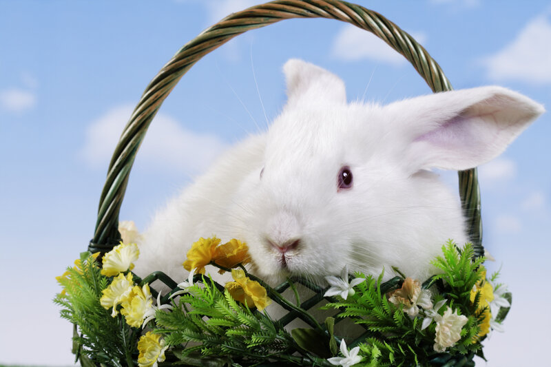 White Rabbit in Basket — Serene
