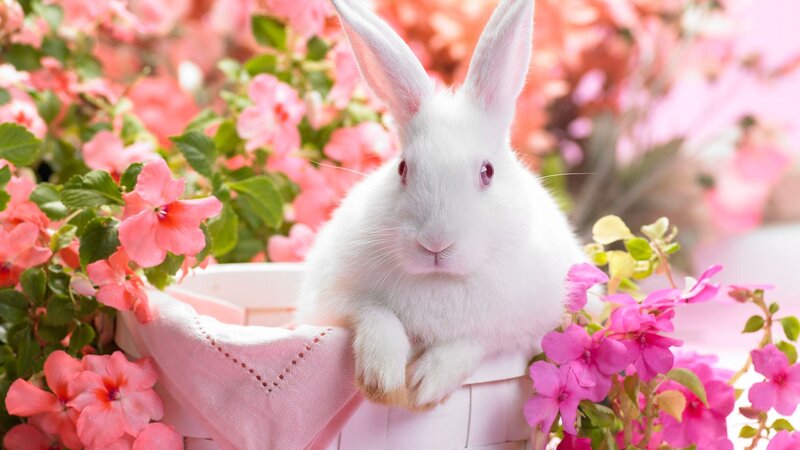 White Rabbit in Basket