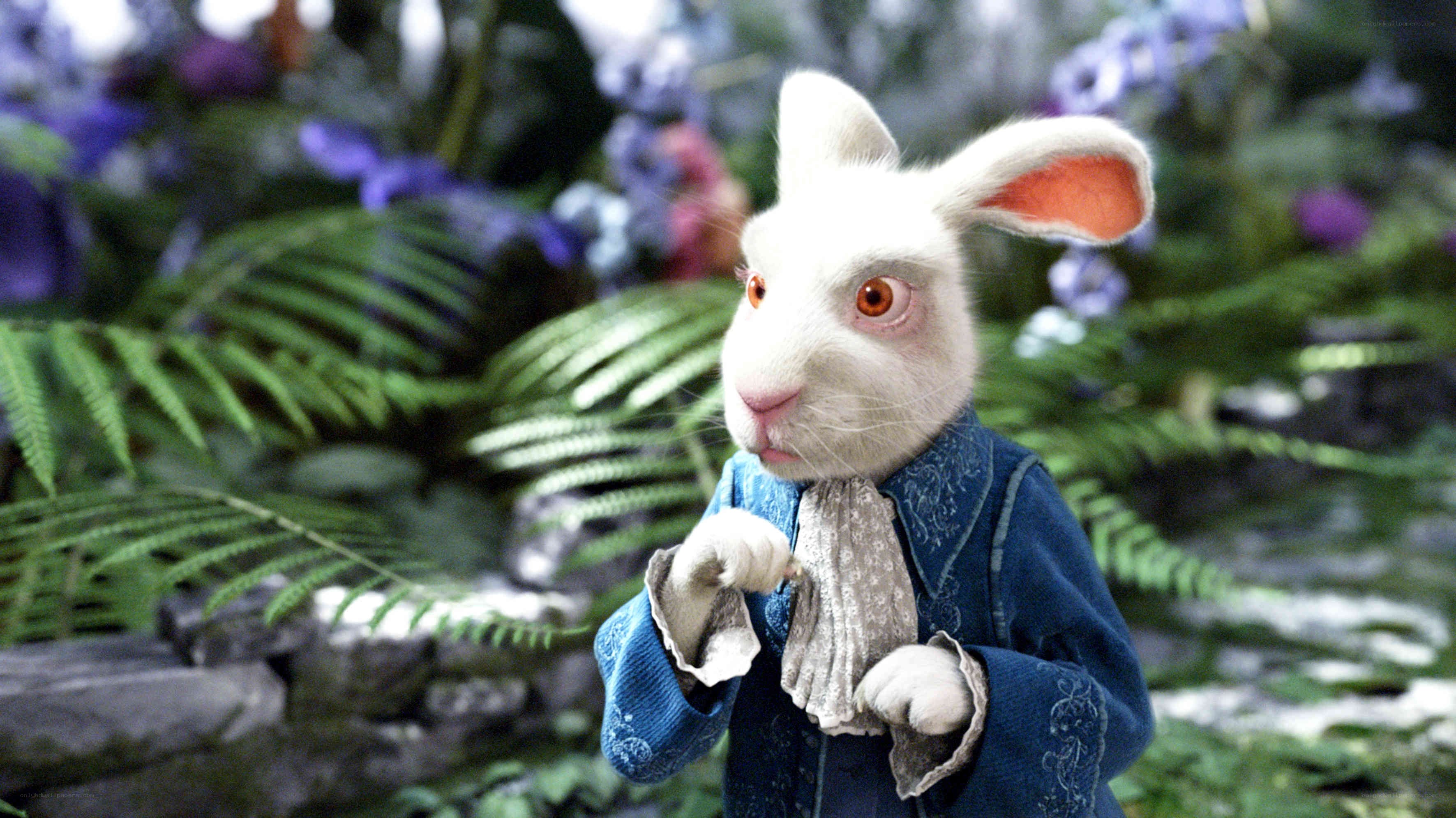 white rabbit in blue coat