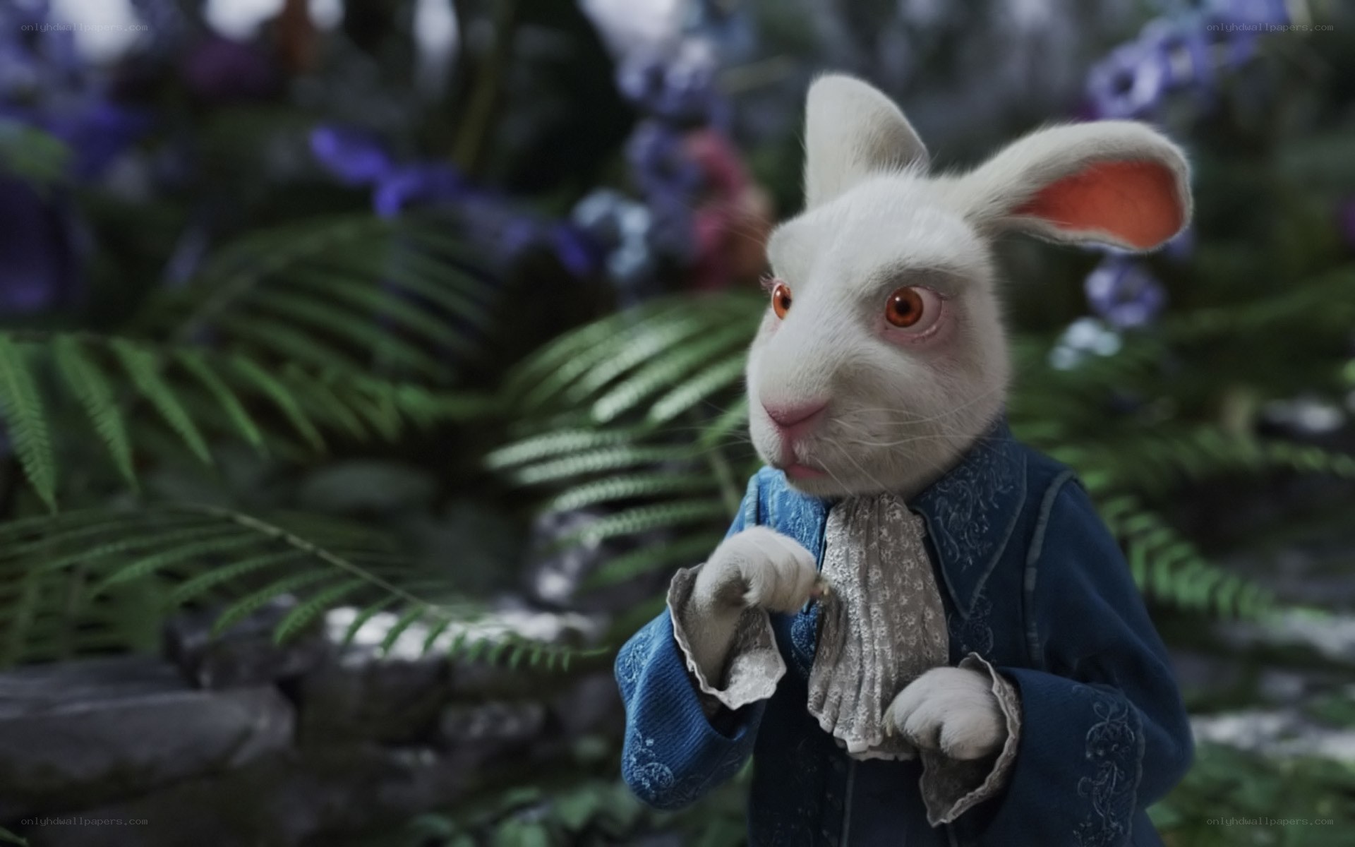 white rabbit in blue coat