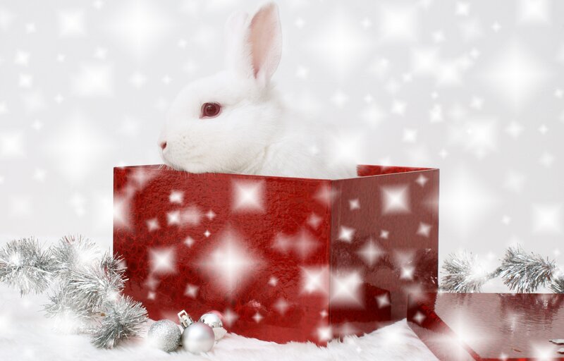 White Rabbit in Box