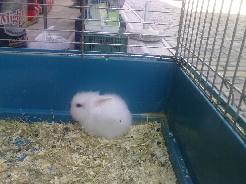 White Rabbit in Cage — Blue