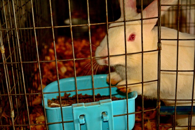 White Rabbit in Cage — Calm