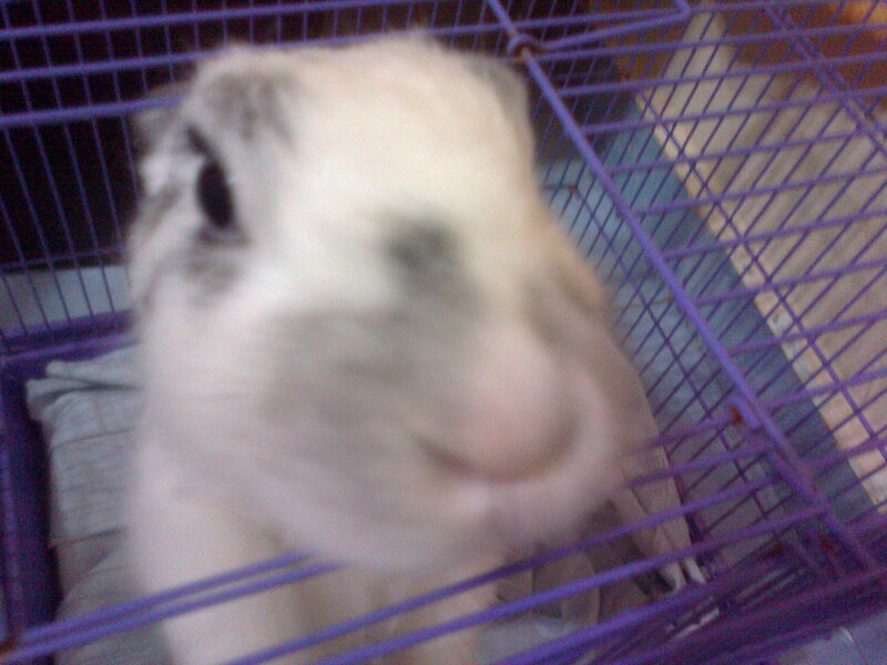 White Rabbit in Cage — Purple