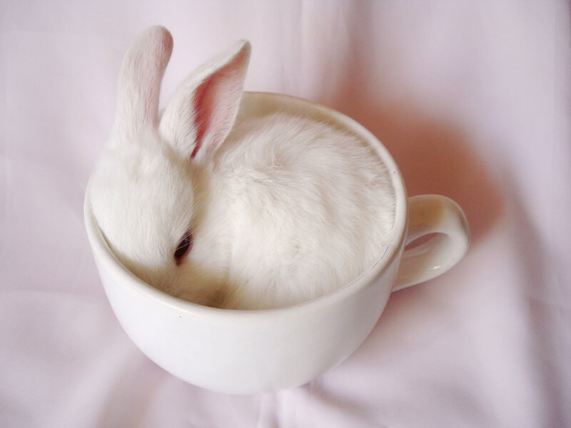 White Rabbit in Cup — Calm
