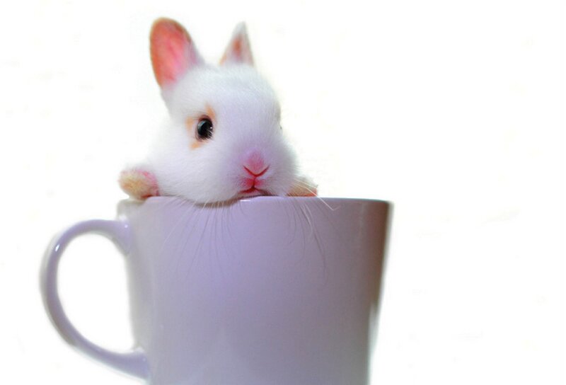 White Rabbit in Cup — Cute