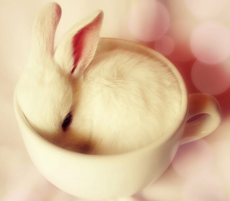 White Rabbit in Cup — Serene
