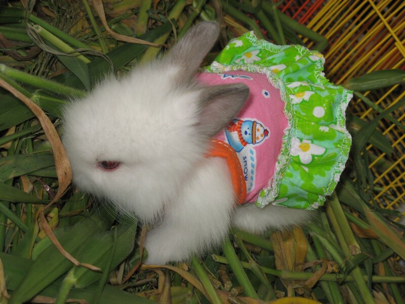 White Rabbit in Dress