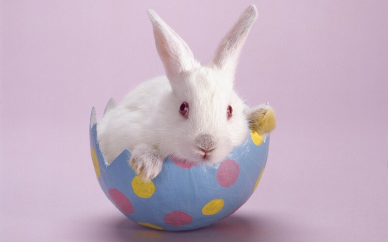 White Rabbit in Egg — Blue, Cute