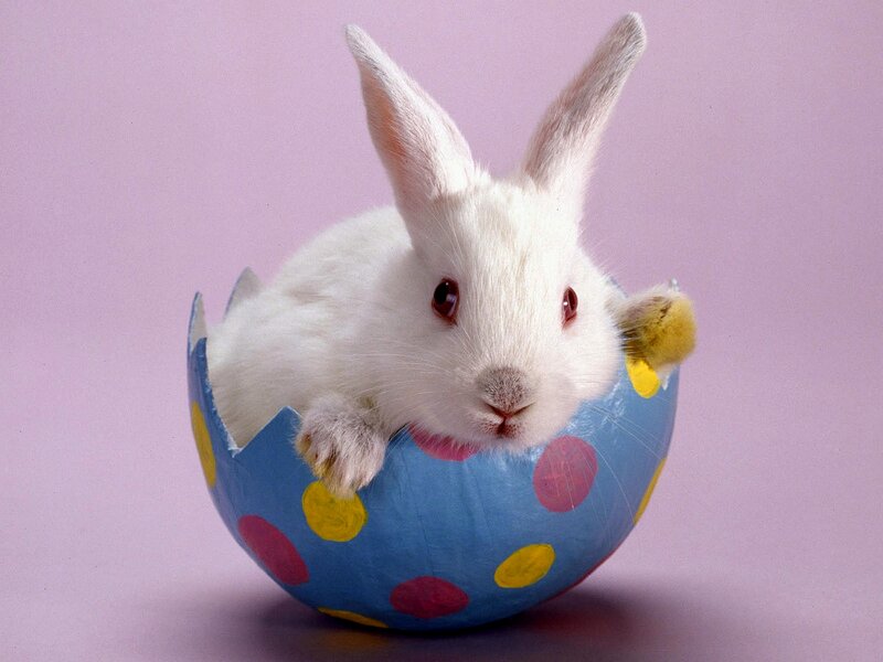 White Rabbit in Egg — Blue