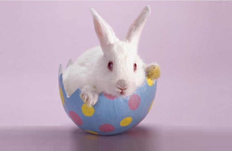 White Rabbit in Egg
