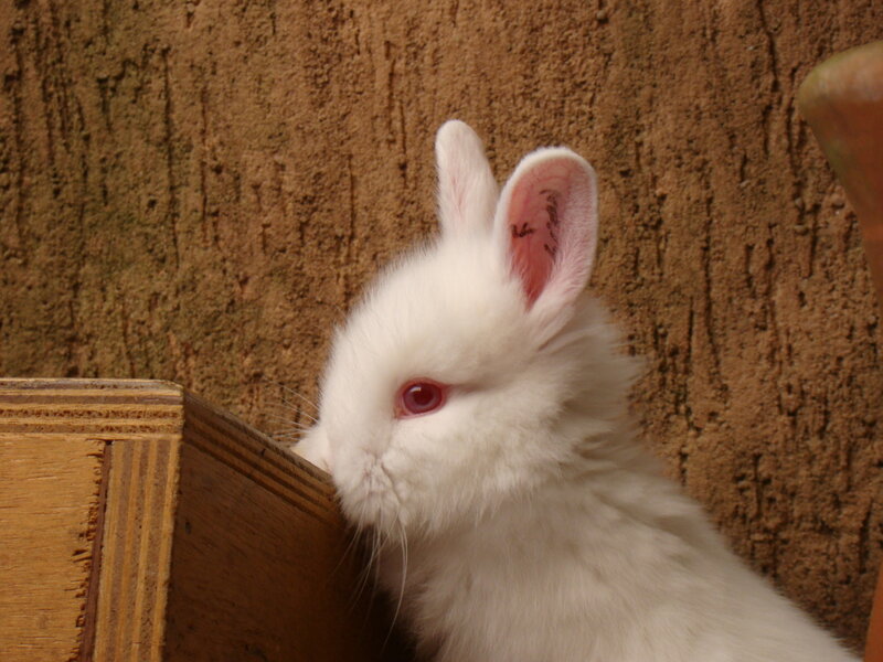 White Rabbit in Enclosure