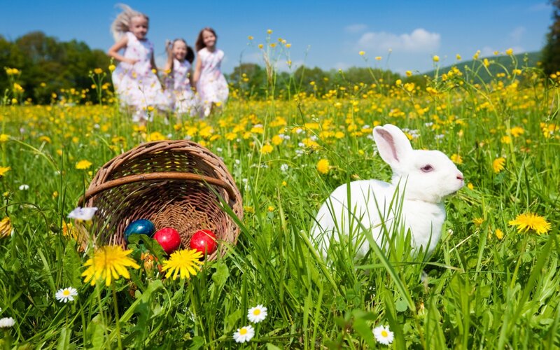 White Rabbit in Field — Green, Cheerful, Spring