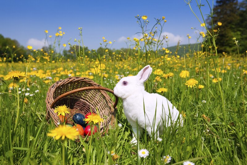 White Rabbit in Field — Green, Serene, Spring, Photograph