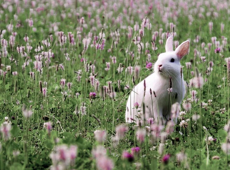 White Rabbit in Field — Green, Serene, Spring
