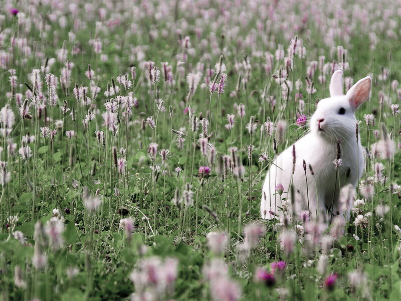White Rabbit in Field — Green, Serene