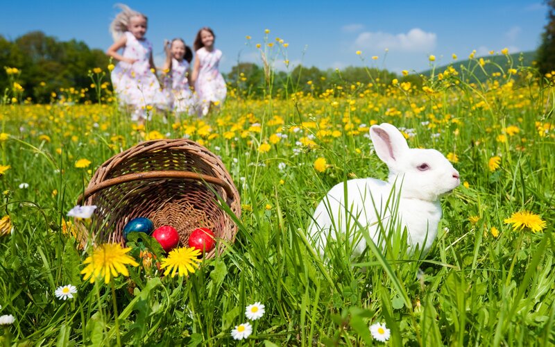White Rabbit in Field — Green