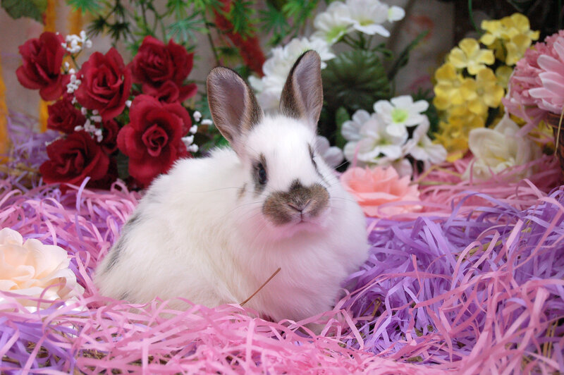 White Rabbit in Flowers — Pink