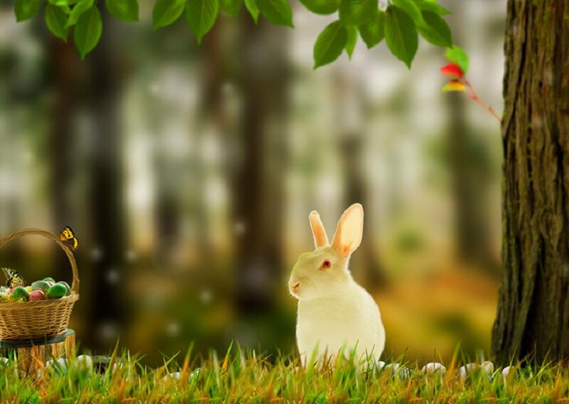 White Rabbit in Forest