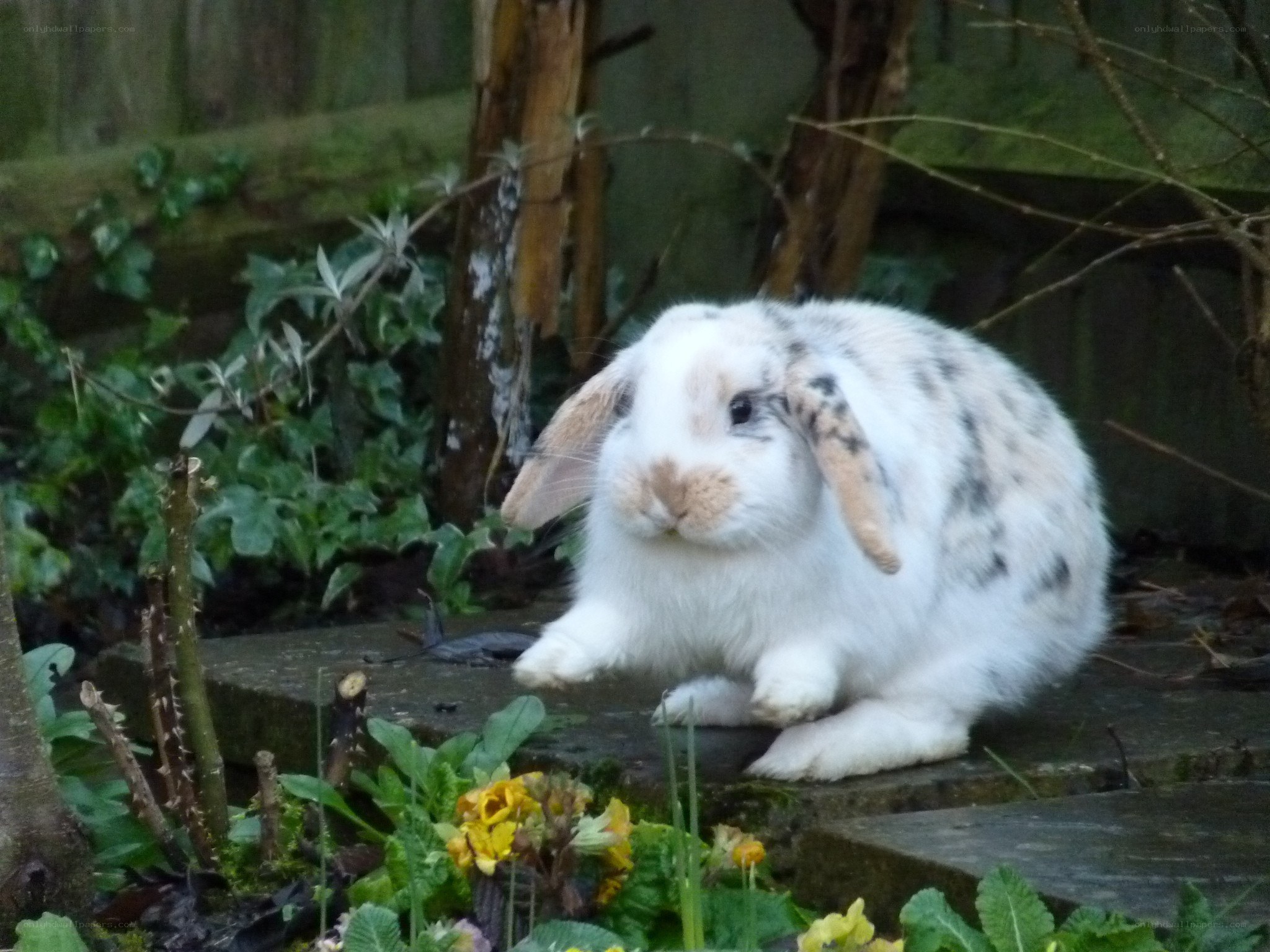 white rabbit in garden