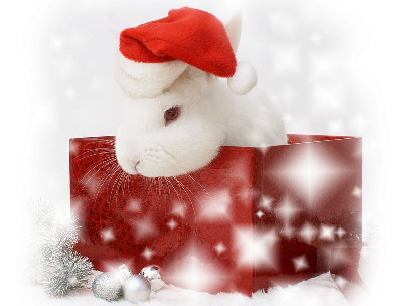 White Rabbit in Gift Box — Red, Festive