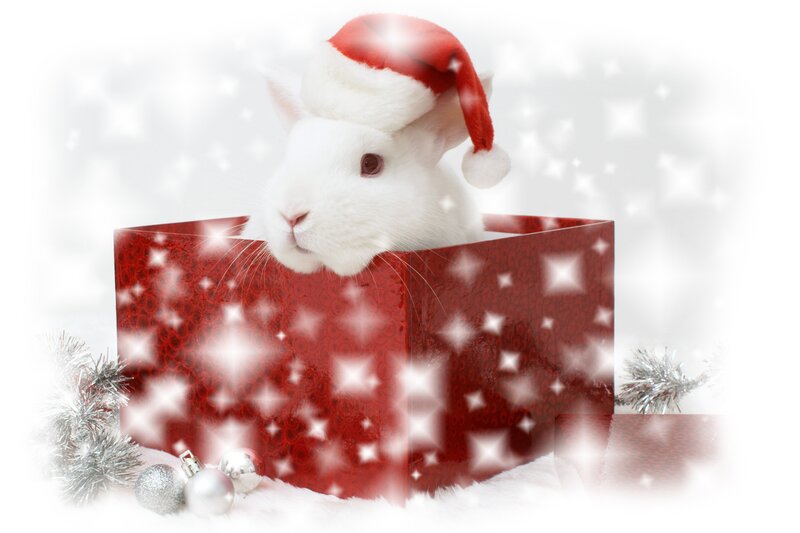 White Rabbit in Gift Box — Red, Festive, Winter, Photograph