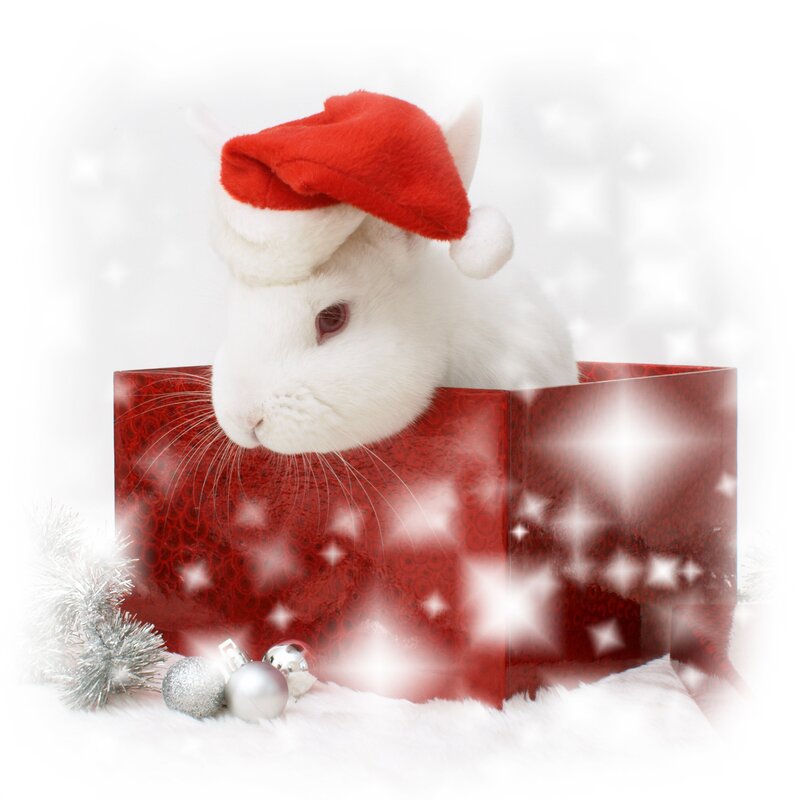 White Rabbit in Gift Box — Red, Festive, Winter