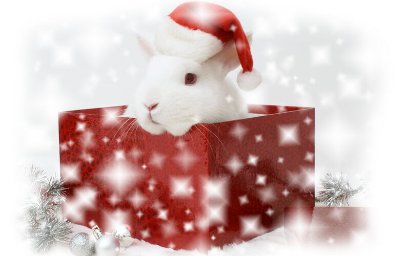 White Rabbit in Gift Box — Red