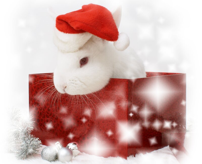 White Rabbit in Gift Box